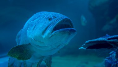 Sonhar com peixe grande: o que isso significa?