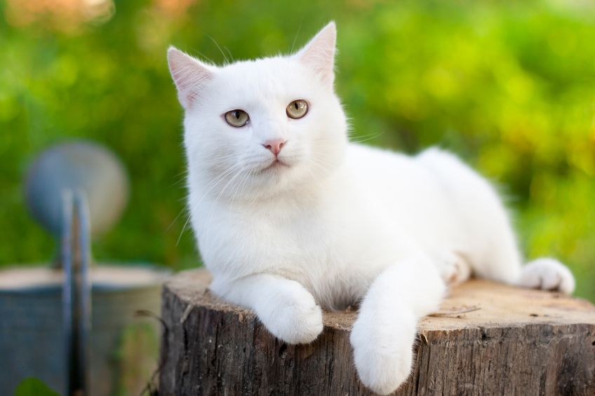 Sonhar com gato branco: você sabe o que significa?