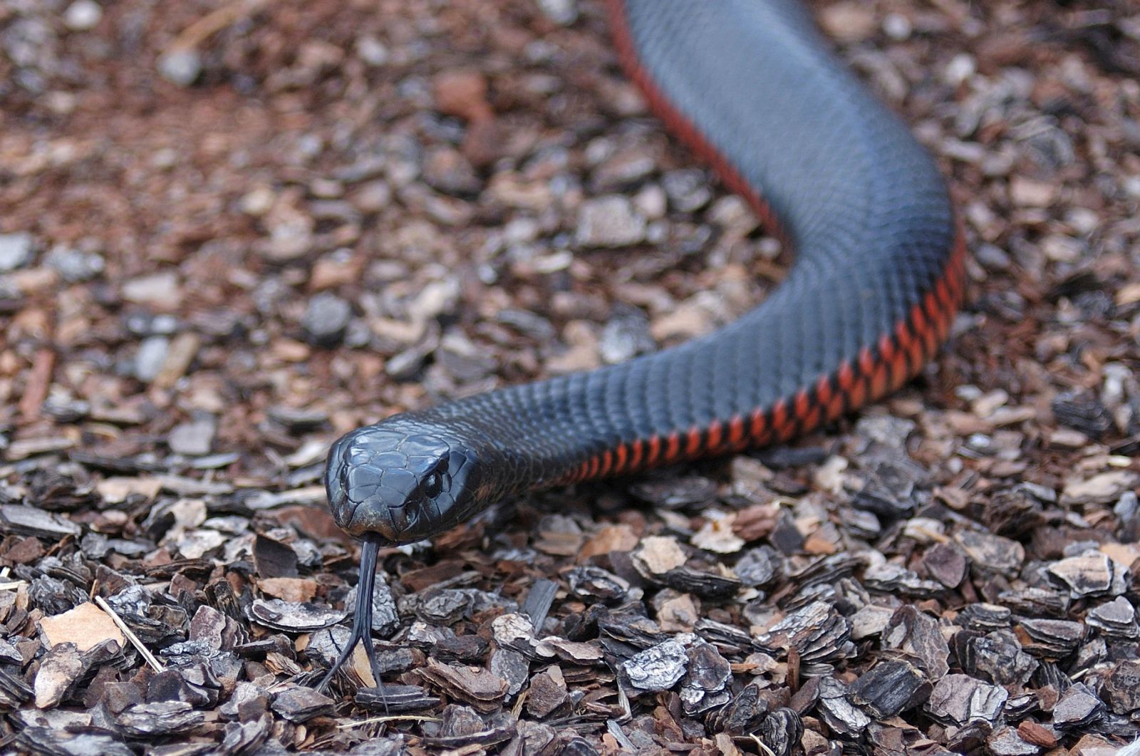 Cobra preta e vermelha no chão