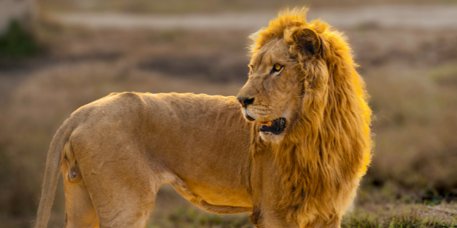 Fotografia de leão dourado na savana