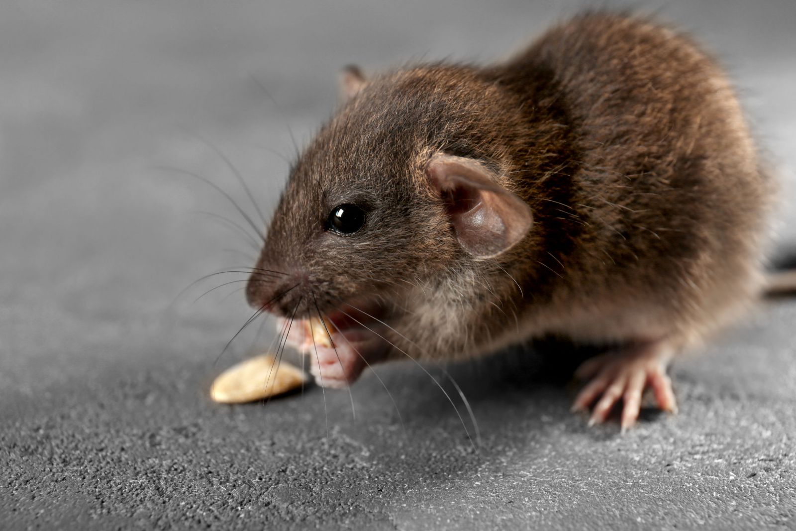 Ratinho comendo grão no chão