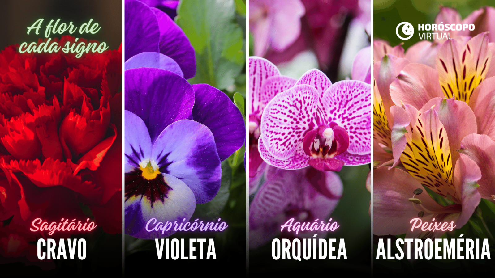Montagem com flores Cravo, Violeta, Orquídea e Alstroeméria