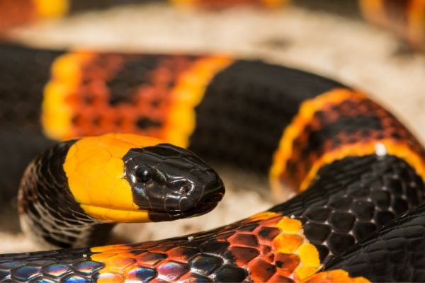Cobra com cores alternadas