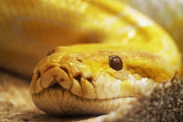 Cobra amarela