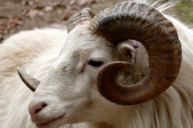 Foto de um carneiro
