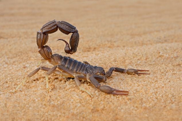 Escorpião em cima da areia