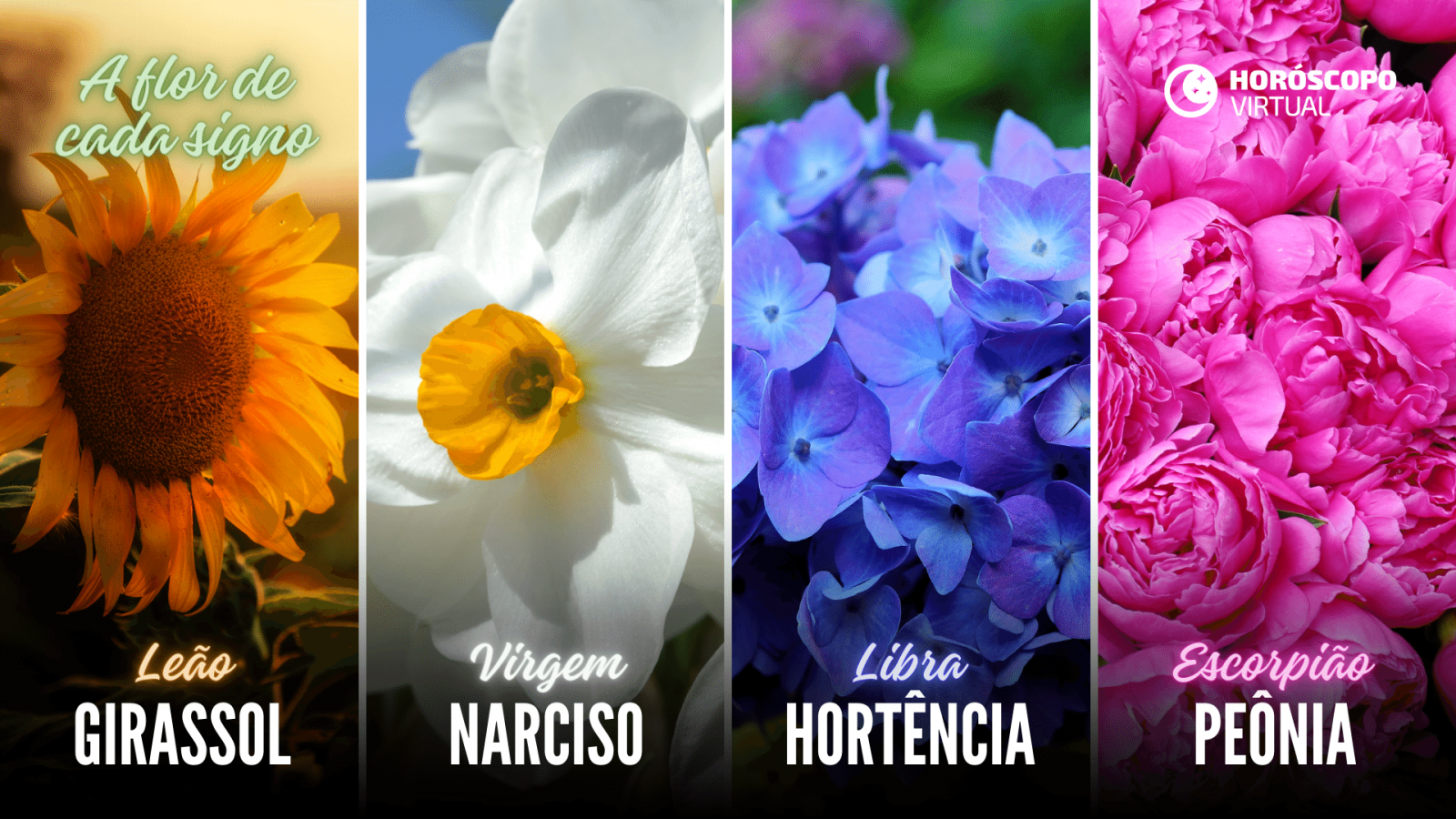 Montagem com flores Girassol , Narciso, Hortência e Peônia
