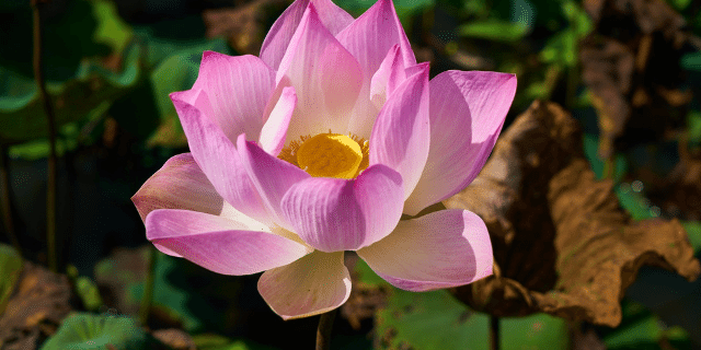 Imagem de uma flor de lótus. 