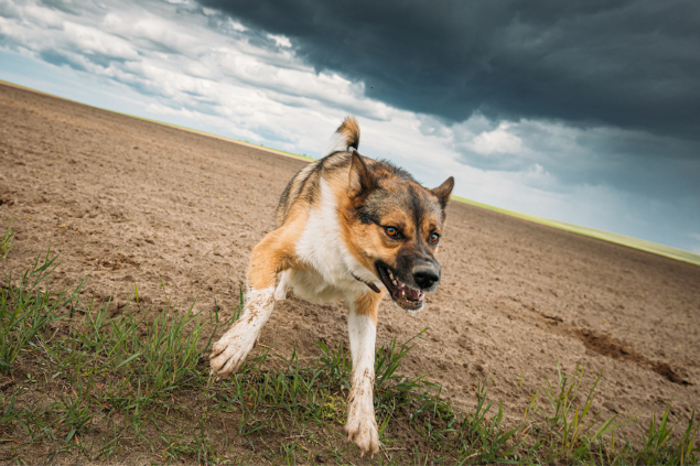 Cachorro bravo correndo na natureza