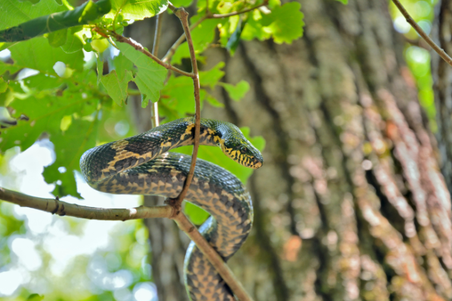 Cobra em cima de um galho, em uma árvore consideravelmente grande