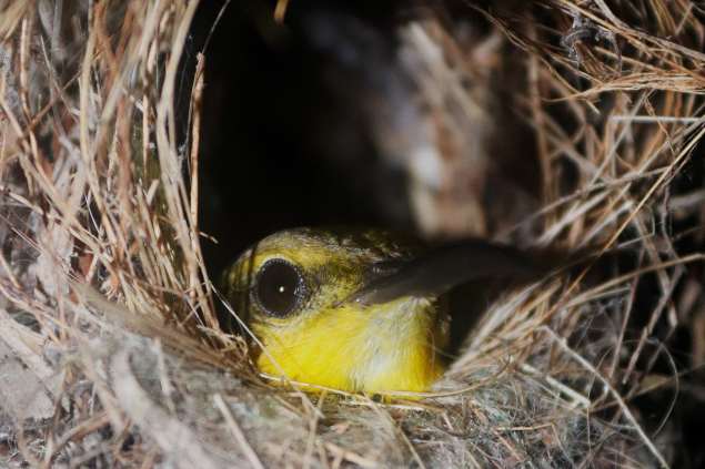 Beija-flor amarelo dormindo e enrolado em ninho. 