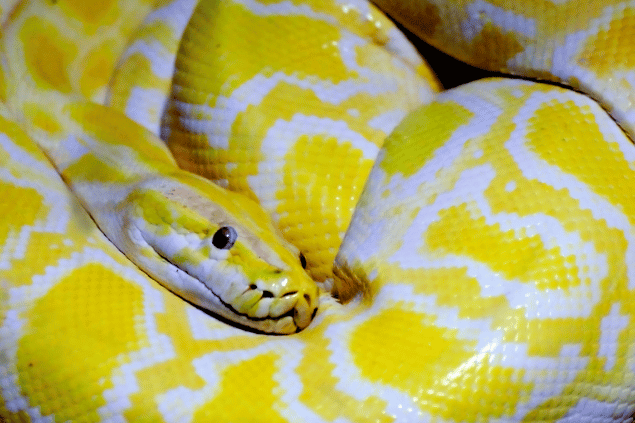 Cobra branca e amarela 