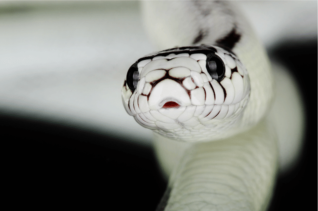 Cobra branca com feição inofensiva. 