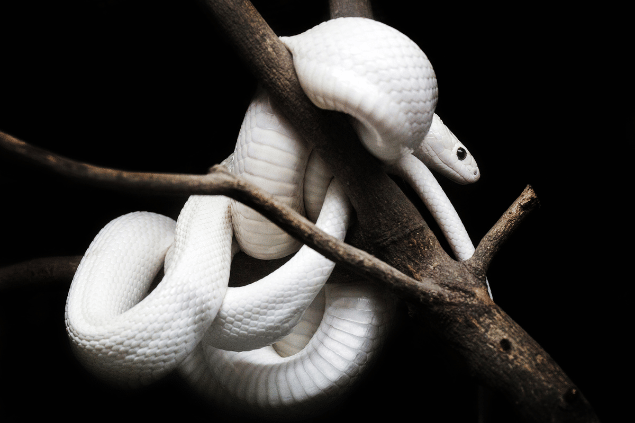 Cobra branca em um tronco de árvore.