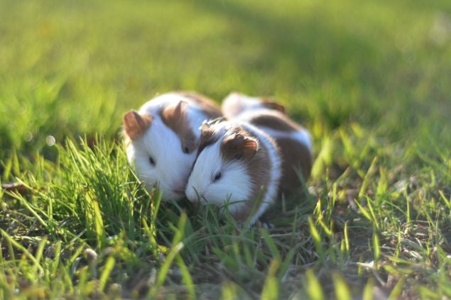Dois hamster de duas cores sobre a grama.