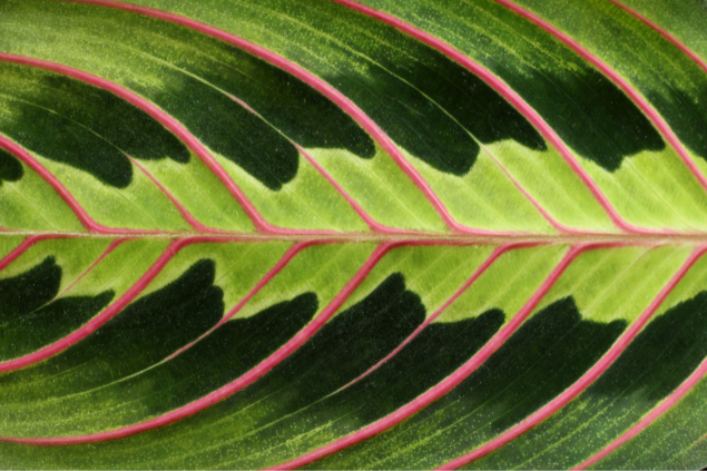 Veias da planta maravilha em destaque, com uma coloração vermelha