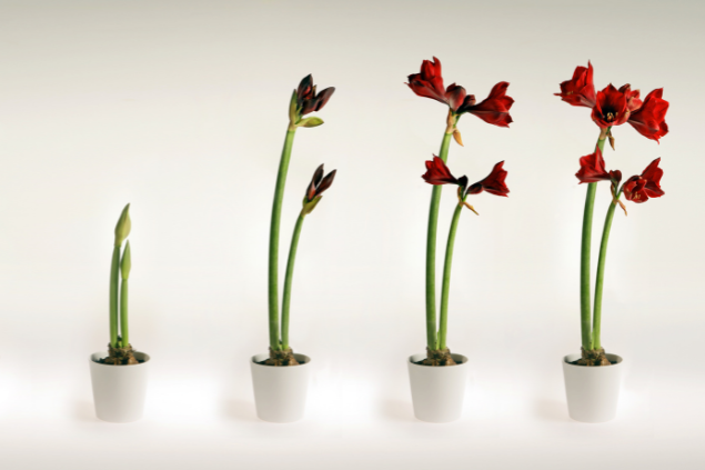 Vários vasos com as flores crescendo, demonstrando evolução