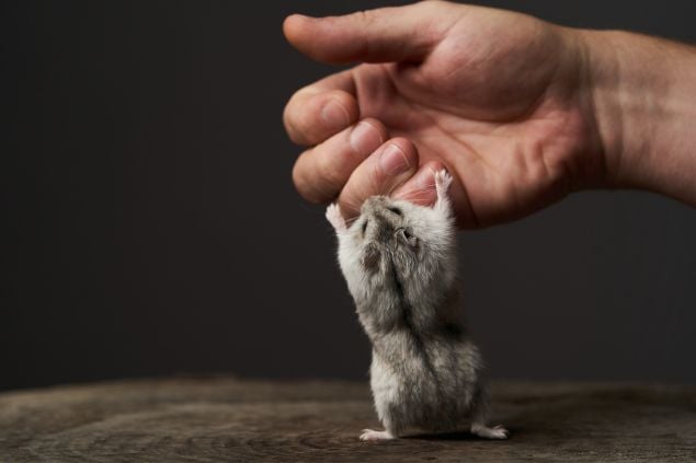 Hamster brincando com a mão de um homem.