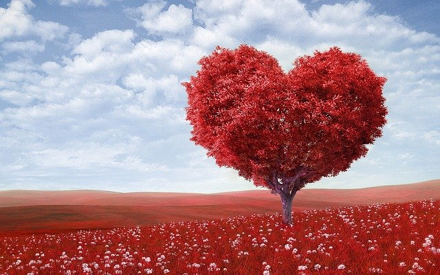 Árvore com sua copa podada em formato de coração, com suas folhas vermelhas. O campo onde está a árvore também é completamente vermelho.
