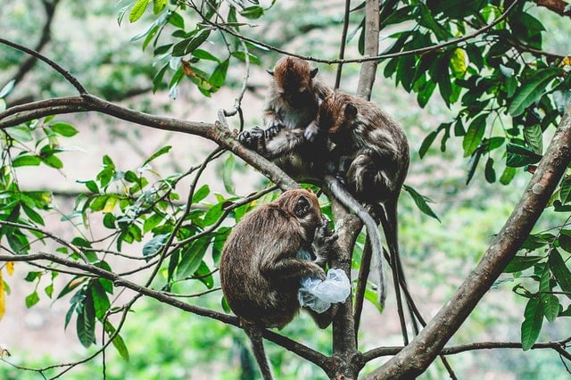 Macacos na árvore.