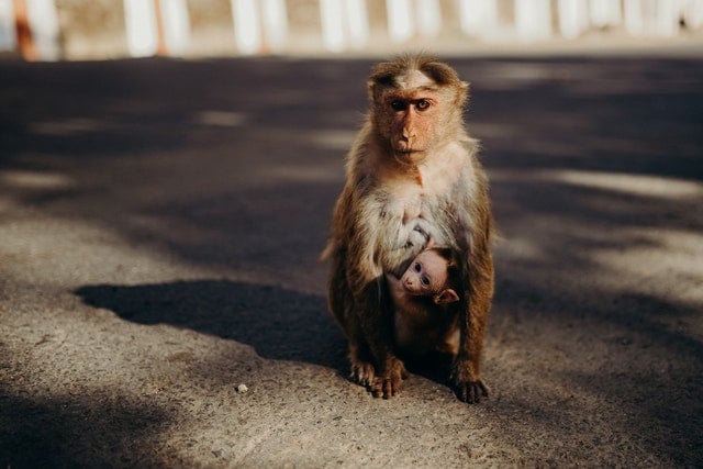 Macaco com filhote no meio da rua