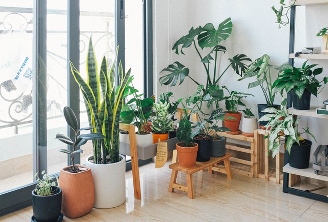 Plantas em apartamento