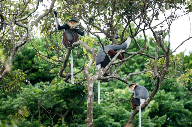 Macacos na árvore.