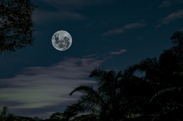 Lua Cheia à esquerda de um céu estrelado que ao seu redor está cercado por vegetações
