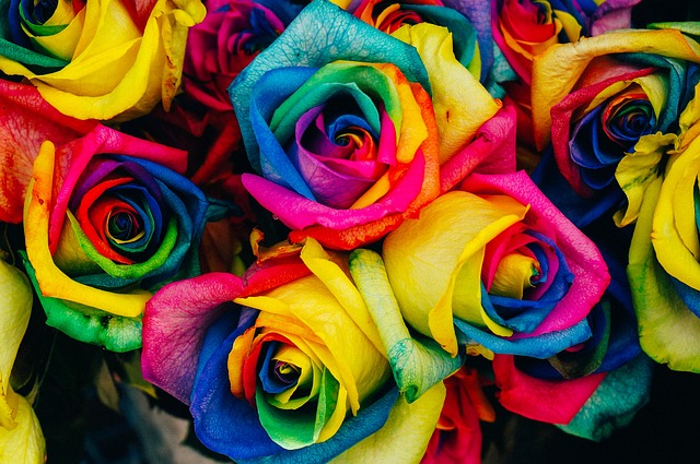 Rosas com pétalas coloridas